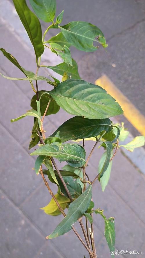如何使翅荚决明在元旦开花(翅荚决明的诗词)-第1张图片-多多自然网 如何使翅荚决明在元旦开花(翅荚决明的诗词)-第1张图片-多多自然网