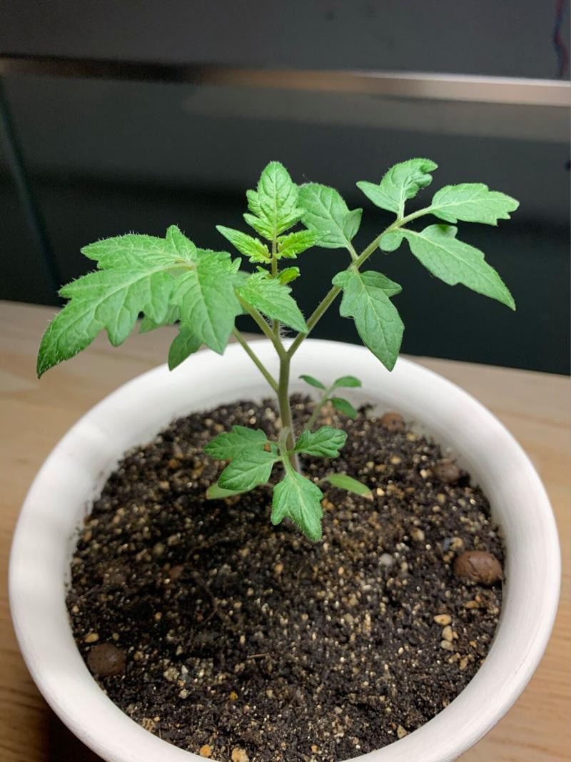 如何使翅荚决明在元旦开花(翅荚决明的诗词)-第5张图片-多多自然网 如何使翅荚决明在元旦开花(翅荚决明的诗词)-第5张图片-多多自然网