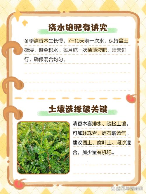 清香木冬天怎么养(清香木怎么过冬天)-第1张图片-多多自然网 清香木冬天怎么养(清香木怎么过冬天)-第1张图片-多多自然网