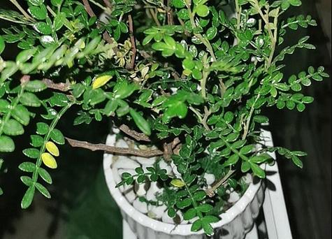 清香木冬天怎么养(清香木怎么过冬天)-第4张图片-多多自然网 清香木冬天怎么养(清香木怎么过冬天)-第4张图片-多多自然网