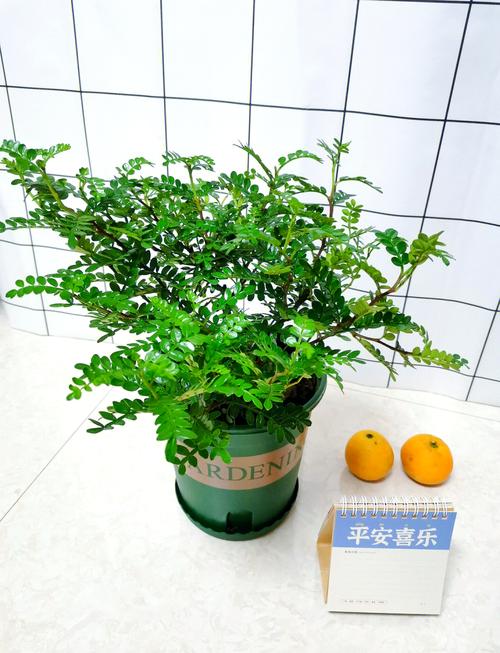 清香木冬天怎么养(清香木怎么过冬天)-第5张图片-多多自然网 清香木冬天怎么养(清香木怎么过冬天)-第5张图片-多多自然网