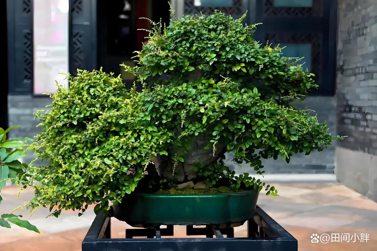 清香木冬天怎么养(清香木怎么过冬天)-第6张图片-多多自然网 清香木冬天怎么养(清香木怎么过冬天)-第6张图片-多多自然网
