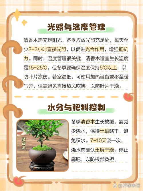 清香木冬天怎么养(清香木怎么过冬天)-第7张图片-多多自然网 清香木冬天怎么养(清香木怎么过冬天)-第7张图片-多多自然网