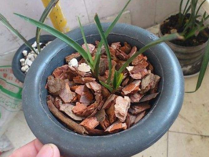 盆里放把松树皮(松树皮可以垫花盆吗)-第2张图片-多多自然网 盆里放把松树皮(松树皮可以垫花盆吗)-第2张图片-多多自然网