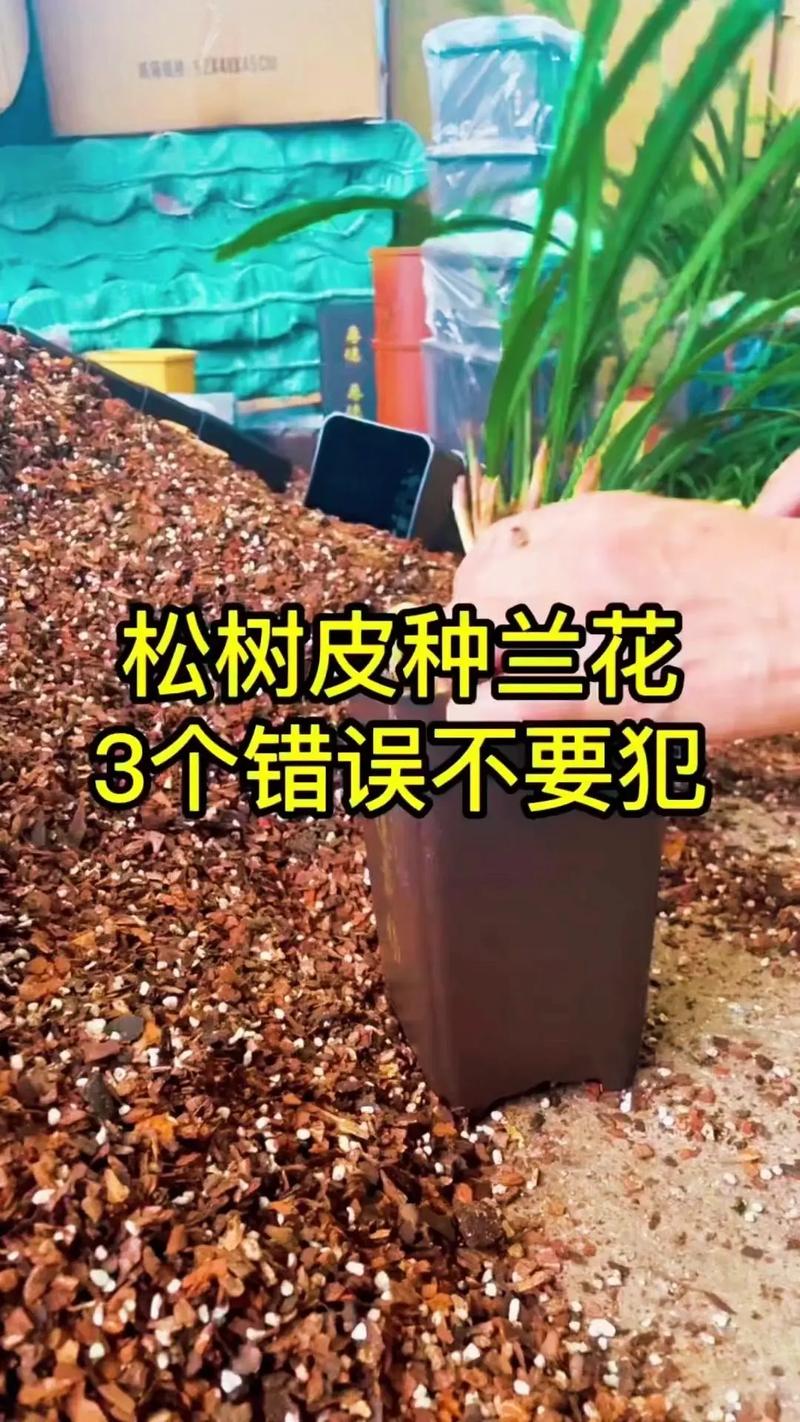 盆里放把松树皮(松树皮可以垫花盆吗)-第3张图片-多多自然网 盆里放把松树皮(松树皮可以垫花盆吗)-第3张图片-多多自然网