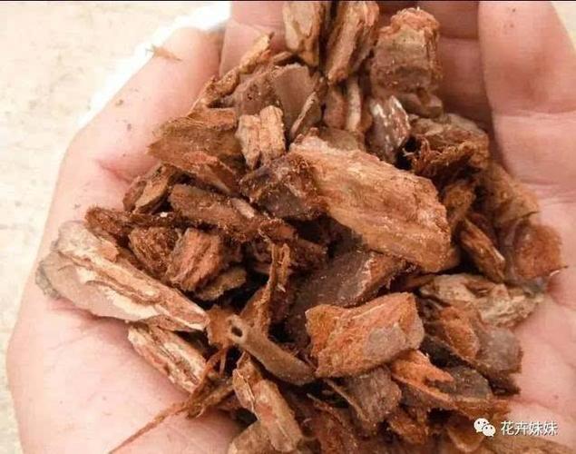 盆里放把松树皮(松树皮可以垫花盆吗)-第5张图片-多多自然网 盆里放把松树皮(松树皮可以垫花盆吗)-第5张图片-多多自然网