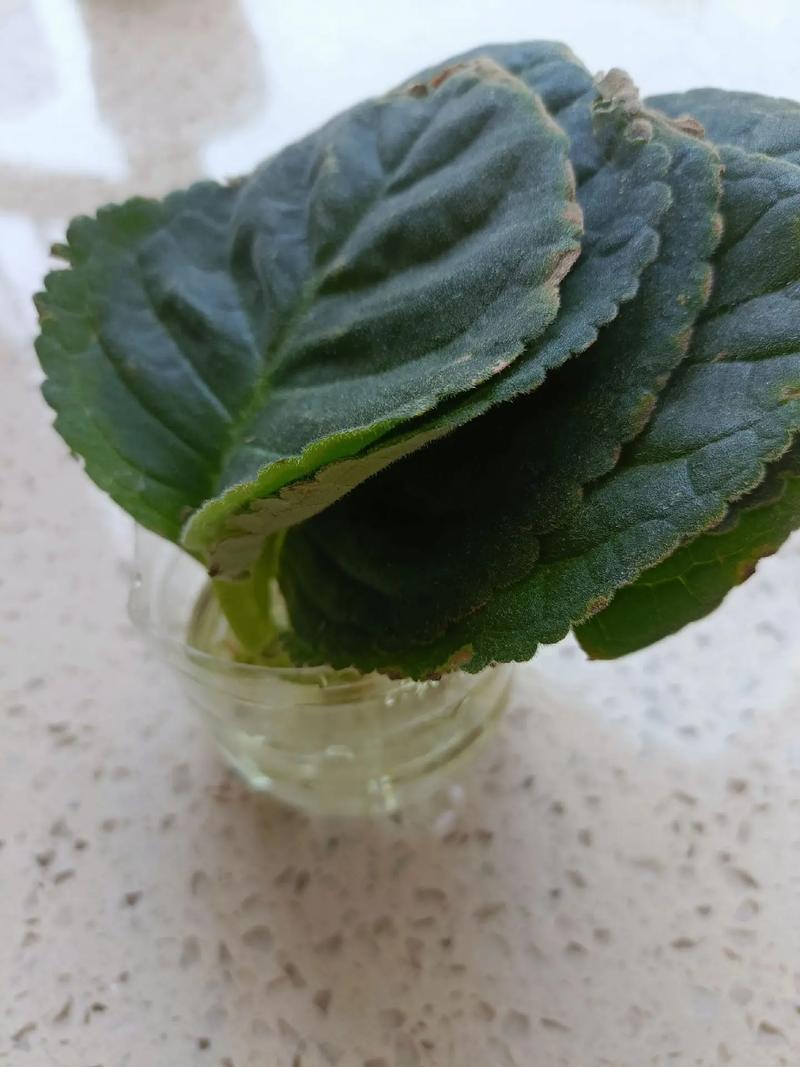 大岩桐如何换盆(大岩桐如何换盆换土)-第3张图片-多多自然网 大岩桐如何换盆(大岩桐如何换盆换土)-第3张图片-多多自然网