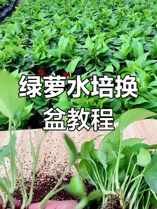 绿萝怎么换盆(绿萝怎么换盆换土图解)-第1张图片-多多自然网 绿萝怎么换盆(绿萝怎么换盆换土图解)-第1张图片-多多自然网