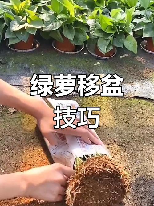 绿萝怎么换盆(绿萝怎么换盆换土图解)-第5张图片-多多自然网 绿萝怎么换盆(绿萝怎么换盆换土图解)-第5张图片-多多自然网