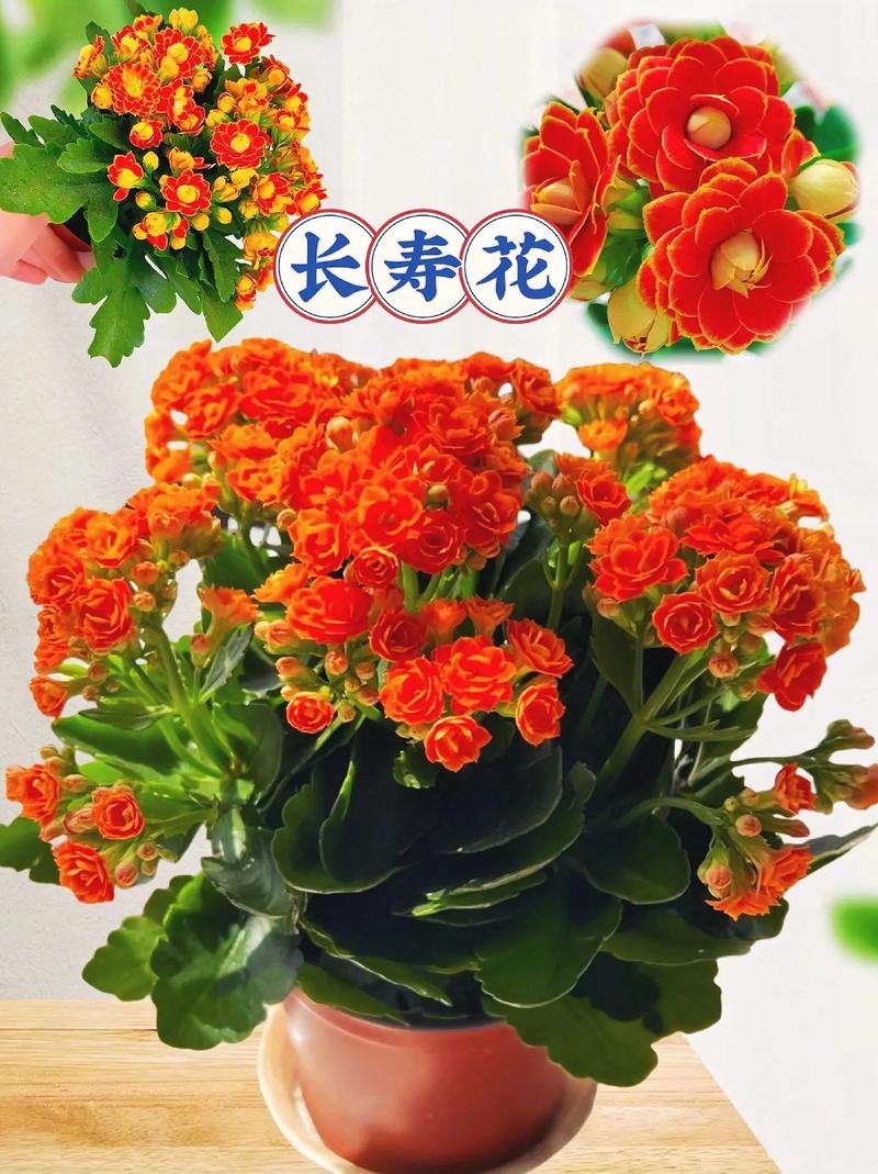 长寿花用什么盆好(长寿花用啥盆栽好看)-第1张图片-多多自然网 长寿花用什么盆好(长寿花用啥盆栽好看)-第1张图片-多多自然网