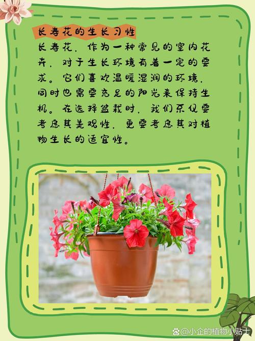 长寿花用什么盆好(长寿花用啥盆栽好看)-第3张图片-多多自然网 长寿花用什么盆好(长寿花用啥盆栽好看)-第3张图片-多多自然网
