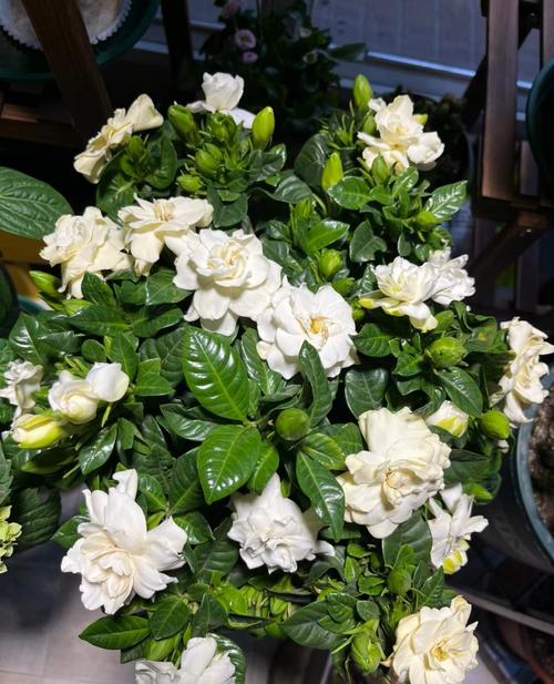 栀子花怎样开花多(栀子花怎样开的花才会多)-第4张图片-多多自然网 栀子花怎样开花多(栀子花怎样开的花才会多)-第4张图片-多多自然网