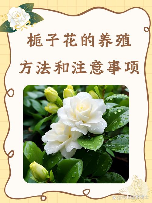 栀子花怎样开花多(栀子花怎样开的花才会多)-第5张图片-多多自然网 栀子花怎样开花多(栀子花怎样开的花才会多)-第5张图片-多多自然网