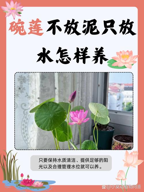 莲花的养殖方法和注意事项(莲花 家养)-第3张图片-多多自然网 莲花的养殖方法和注意事项(莲花 家养)-第3张图片-多多自然网