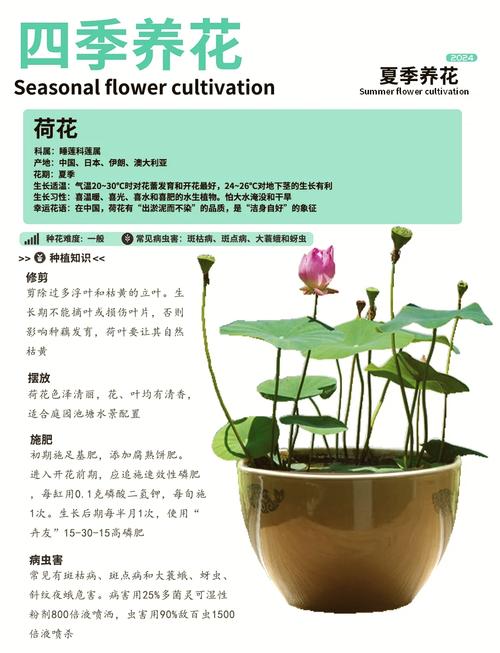 莲花的养殖方法和注意事项(莲花 家养)-第5张图片-多多自然网 莲花的养殖方法和注意事项(莲花 家养)-第5张图片-多多自然网