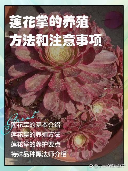 莲花的养殖方法和注意事项(莲花 家养)-第7张图片-多多自然网 莲花的养殖方法和注意事项(莲花 家养)-第7张图片-多多自然网
