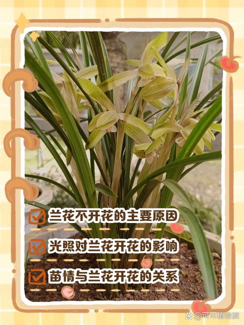 养了这么多年花(养了这么多年花 第一次全开了 给我惊艳与感动)-第1张图片-多多自然网 养了这么多年花(养了这么多年花 第一次全开了 给我惊艳与感动)-第1张图片-多多自然网