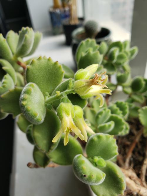 养了这么多年花(养了这么多年花 第一次全开了 给我惊艳与感动)-第3张图片-多多自然网 养了这么多年花(养了这么多年花 第一次全开了 给我惊艳与感动)-第3张图片-多多自然网