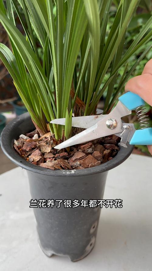 养了这么多年花(养了这么多年花 第一次全开了 给我惊艳与感动)-第8张图片-多多自然网 养了这么多年花(养了这么多年花 第一次全开了 给我惊艳与感动)-第8张图片-多多自然网