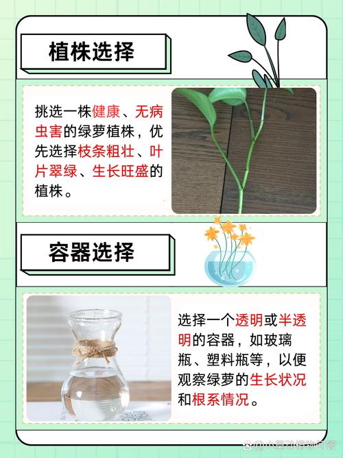 绿萝水培好还是土培好(绿萝水培好还是土培好繁殖快)-第3张图片-多多自然网 绿萝水培好还是土培好(绿萝水培好还是土培好繁殖快)-第3张图片-多多自然网