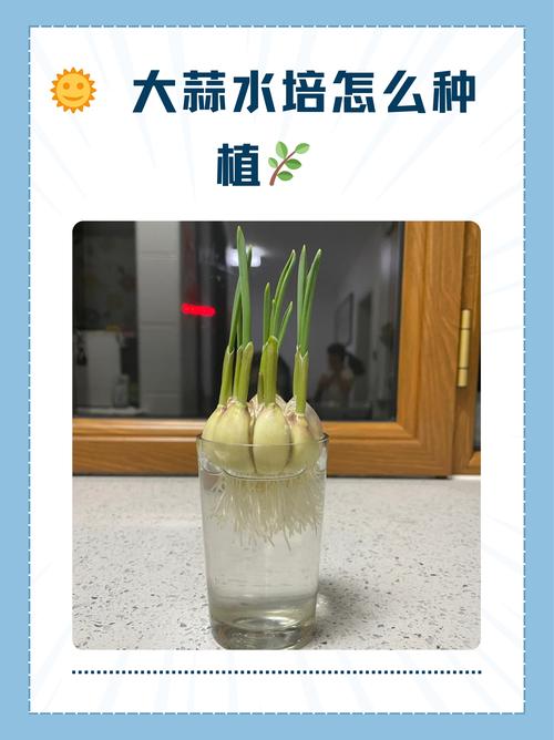 水养大蒜要每天换水吗(水养大蒜要每天换水吗为什么)-第2张图片-多多自然网 水养大蒜要每天换水吗(水养大蒜要每天换水吗为什么)-第2张图片-多多自然网