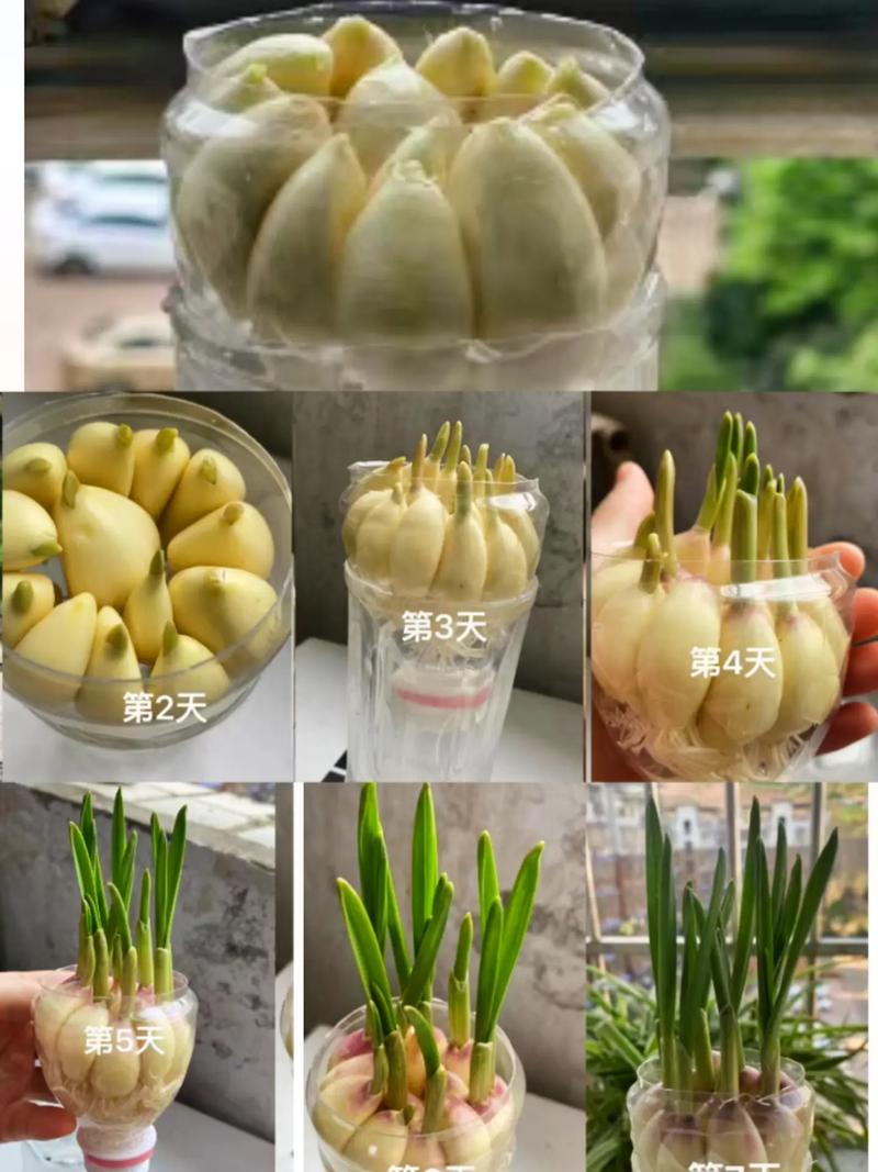 水养大蒜要每天换水吗(水养大蒜要每天换水吗为什么)-第3张图片-多多自然网 水养大蒜要每天换水吗(水养大蒜要每天换水吗为什么)-第3张图片-多多自然网