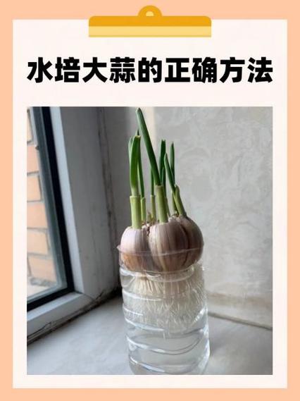 水养大蒜要每天换水吗(水养大蒜要每天换水吗为什么)-第4张图片-多多自然网 水养大蒜要每天换水吗(水养大蒜要每天换水吗为什么)-第4张图片-多多自然网