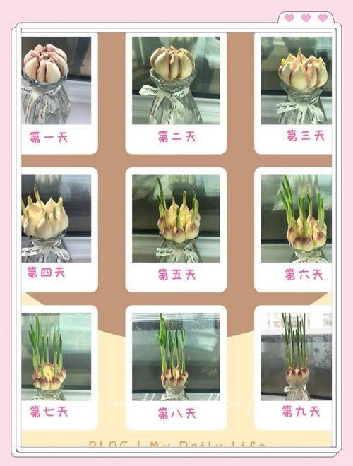 水养大蒜要每天换水吗(水养大蒜要每天换水吗为什么)-第6张图片-多多自然网 水养大蒜要每天换水吗(水养大蒜要每天换水吗为什么)-第6张图片-多多自然网