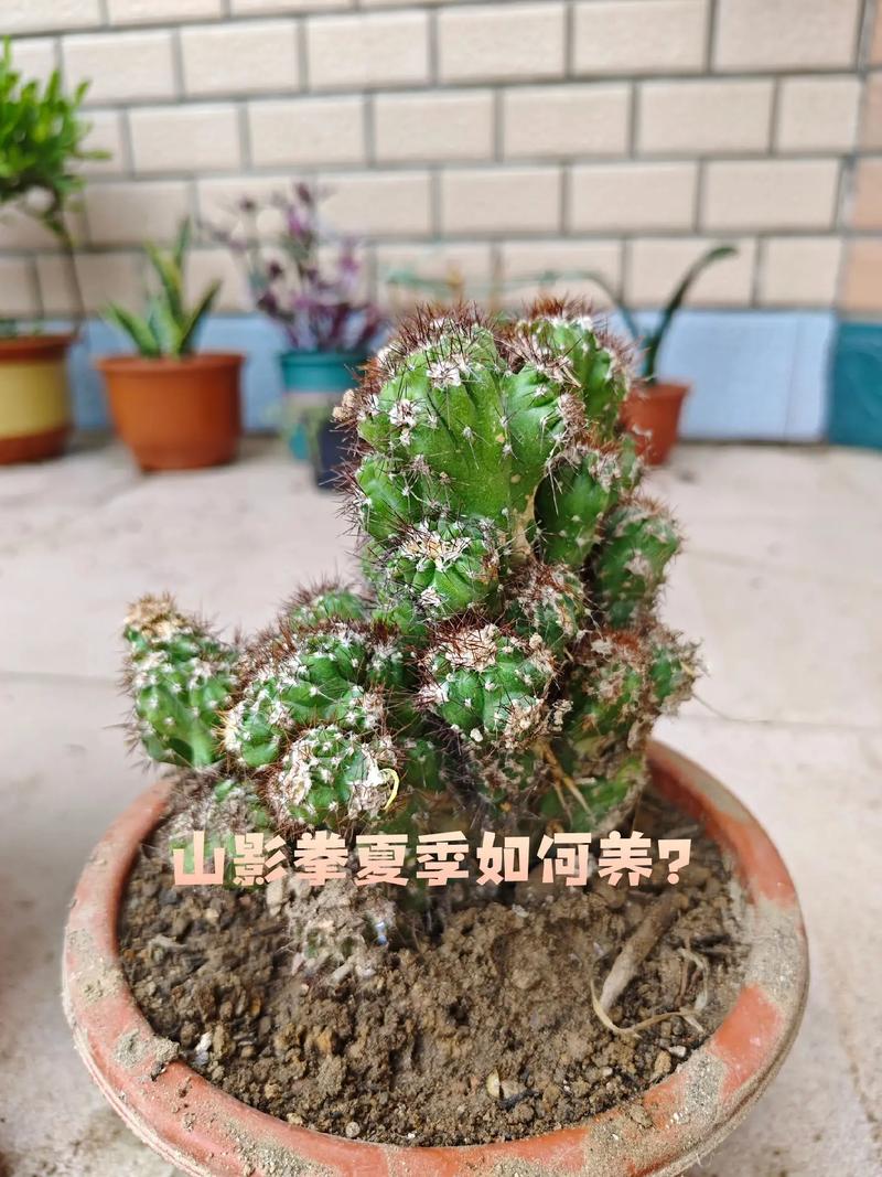 山影拳怎么养出怪形状(山影拳能长多大)-第5张图片-多多自然网 山影拳怎么养出怪形状(山影拳能长多大)-第5张图片-多多自然网