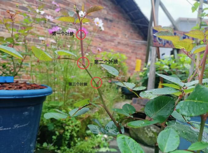 月季开花后如何修剪(月季花开花后怎么修剪视频)-第1张图片-多多自然网 月季开花后如何修剪(月季花开花后怎么修剪视频)-第1张图片-多多自然网