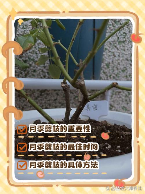 月季开花后如何修剪(月季花开花后怎么修剪视频)-第3张图片-多多自然网 月季开花后如何修剪(月季花开花后怎么修剪视频)-第3张图片-多多自然网