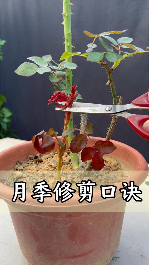 月季开花后如何修剪(月季花开花后怎么修剪视频)-第4张图片-多多自然网 月季开花后如何修剪(月季花开花后怎么修剪视频)-第4张图片-多多自然网