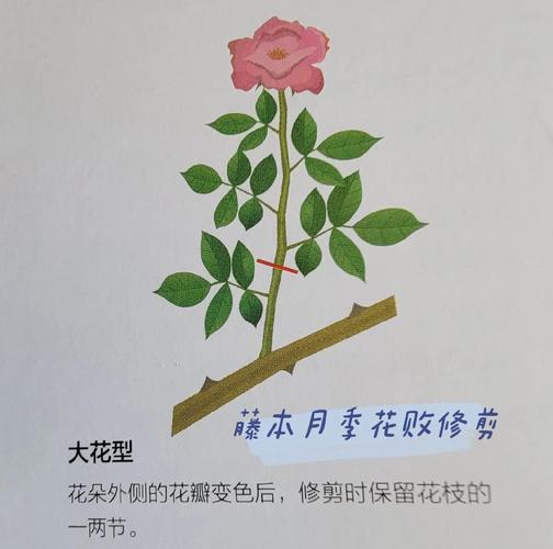 月季开花后如何修剪(月季花开花后怎么修剪视频)-第5张图片-多多自然网 月季开花后如何修剪(月季花开花后怎么修剪视频)-第5张图片-多多自然网