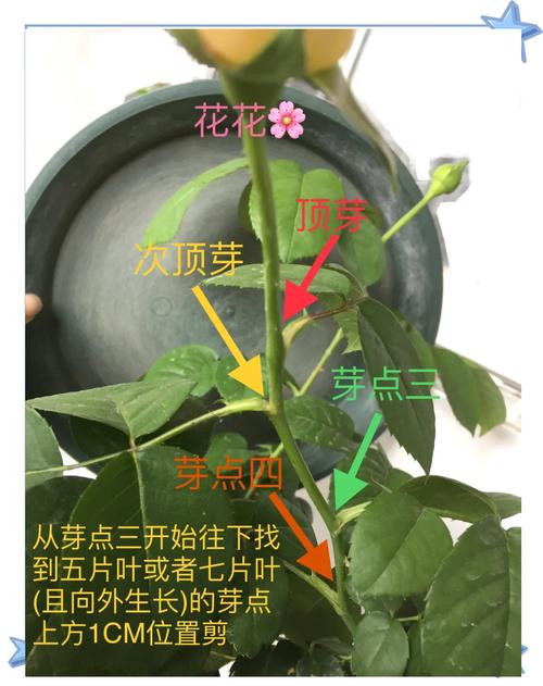 月季开花后如何修剪(月季花开花后怎么修剪视频)-第7张图片-多多自然网 月季开花后如何修剪(月季花开花后怎么修剪视频)-第7张图片-多多自然网