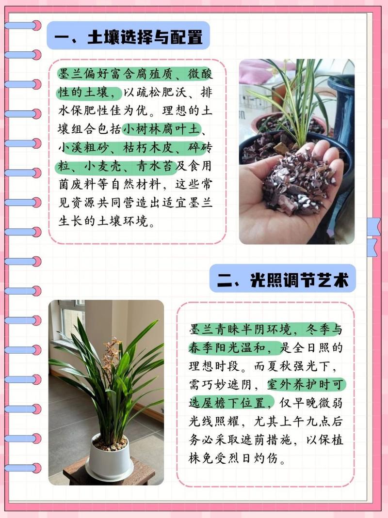墨兰开花时候怎么养护(墨兰开花条件)-第4张图片-多多自然网 墨兰开花时候怎么养护(墨兰开花条件)-第4张图片-多多自然网