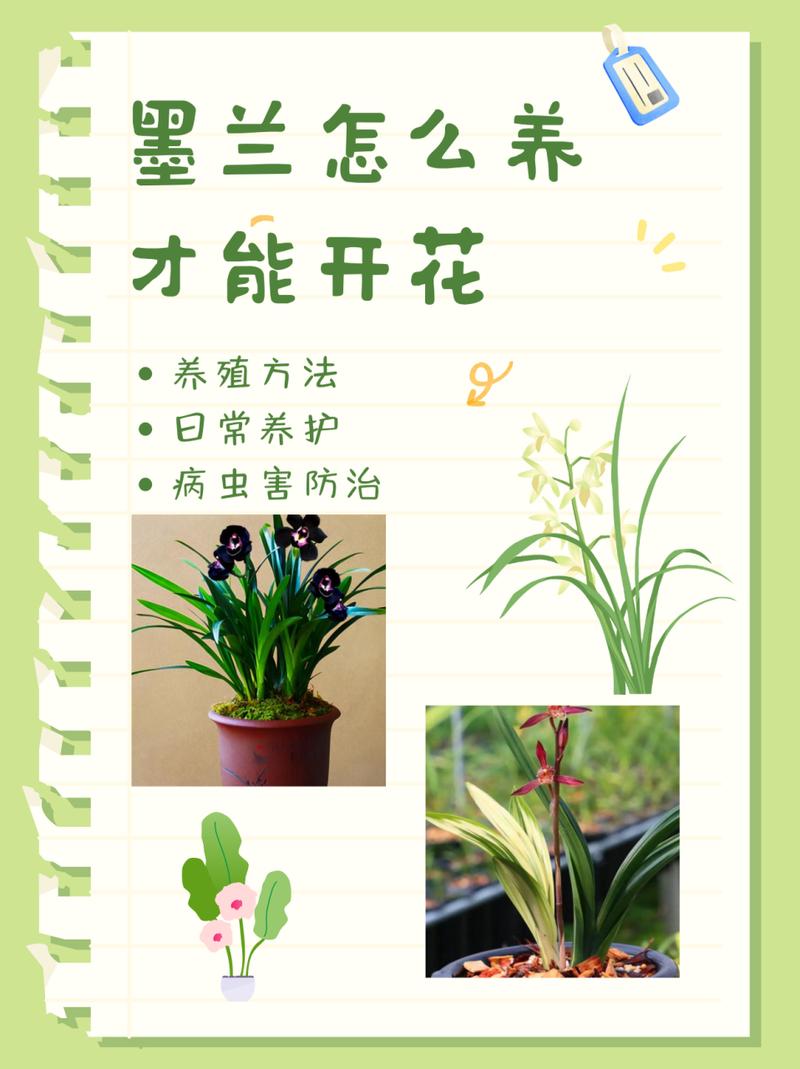墨兰开花时候怎么养护(墨兰开花条件)-第5张图片-多多自然网 墨兰开花时候怎么养护(墨兰开花条件)-第5张图片-多多自然网