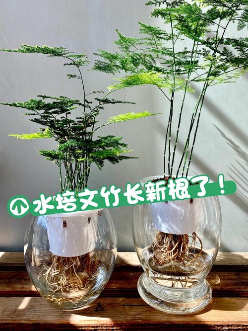 淘米水自制水培营养液(怎么自制淘米水浇花)-第4张图片-多多自然网 淘米水自制水培营养液(怎么自制淘米水浇花)-第4张图片-多多自然网