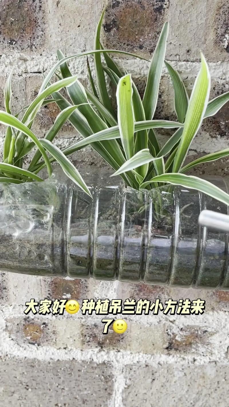 淘米水自制水培营养液(怎么自制淘米水浇花)-第6张图片-多多自然网 淘米水自制水培营养液(怎么自制淘米水浇花)-第6张图片-多多自然网
