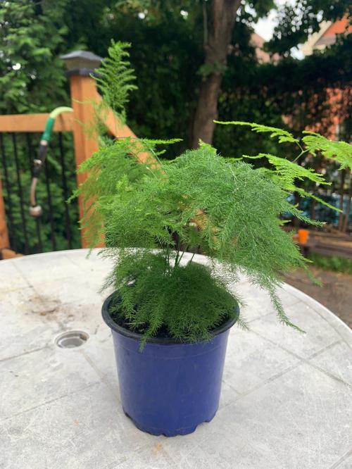 淘米水自制水培营养液(怎么自制淘米水浇花)-第8张图片-多多自然网 淘米水自制水培营养液(怎么自制淘米水浇花)-第8张图片-多多自然网