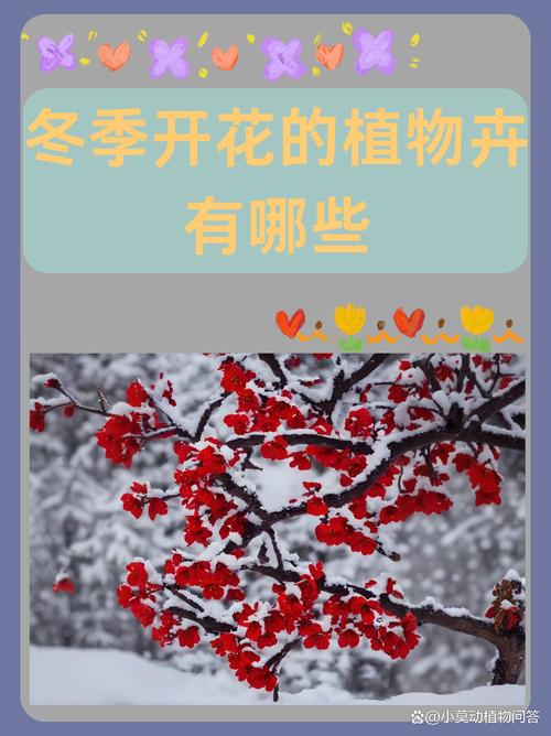 如何使铁兰在圣诞开花(铁兰花什么时候开花)-第2张图片-多多自然网 如何使铁兰在圣诞开花(铁兰花什么时候开花)-第2张图片-多多自然网
