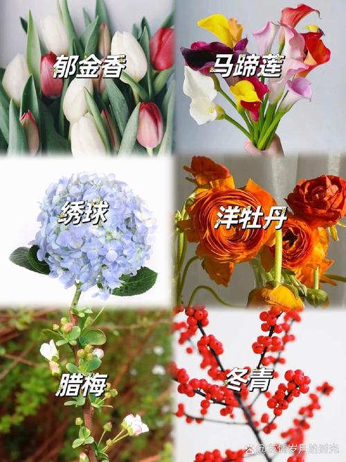 如何使铁兰在圣诞开花(铁兰花什么时候开花)-第5张图片-多多自然网 如何使铁兰在圣诞开花(铁兰花什么时候开花)-第5张图片-多多自然网