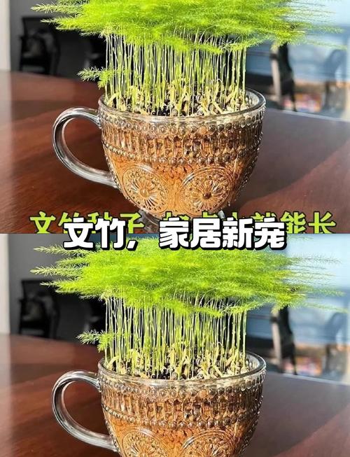 文竹种子怎么种(文竹种子怎么种土里不发芽呀)-第2张图片-多多自然网 文竹种子怎么种(文竹种子怎么种土里不发芽呀)-第2张图片-多多自然网