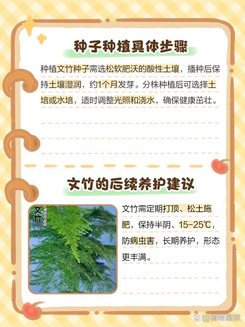 文竹种子怎么种(文竹种子怎么种土里不发芽呀)-第5张图片-多多自然网 文竹种子怎么种(文竹种子怎么种土里不发芽呀)-第5张图片-多多自然网