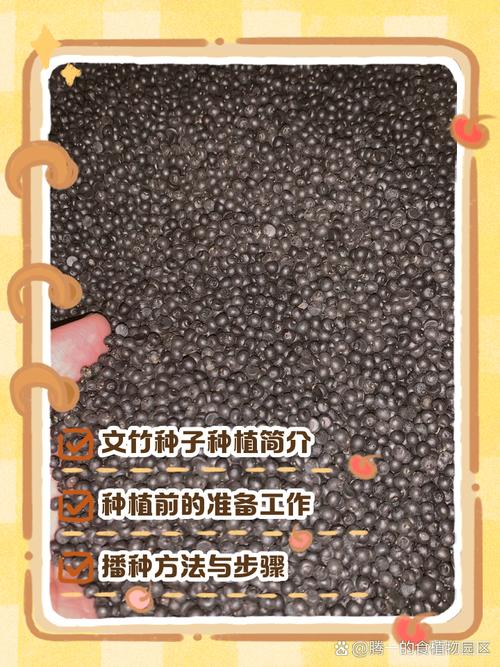 文竹种子怎么种(文竹种子怎么种土里不发芽呀)-第6张图片-多多自然网 文竹种子怎么种(文竹种子怎么种土里不发芽呀)-第6张图片-多多自然网