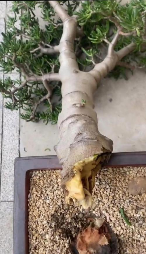 玉树被冻伤了怎么办(玉树被冻了还能活吗)-第2张图片-多多自然网 玉树被冻伤了怎么办(玉树被冻了还能活吗)-第2张图片-多多自然网
