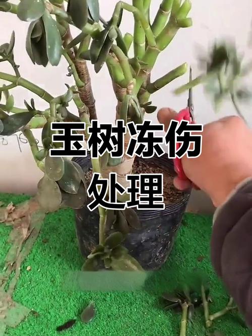 玉树被冻伤了怎么办(玉树被冻了还能活吗)-第5张图片-多多自然网 玉树被冻伤了怎么办(玉树被冻了还能活吗)-第5张图片-多多自然网