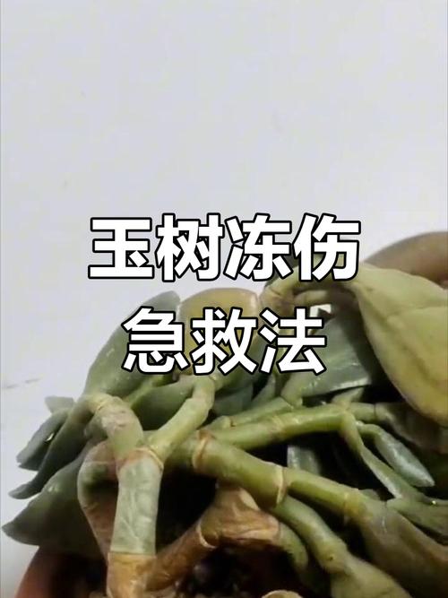 玉树被冻伤了怎么办(玉树被冻了还能活吗)-第6张图片-多多自然网 玉树被冻伤了怎么办(玉树被冻了还能活吗)-第6张图片-多多自然网