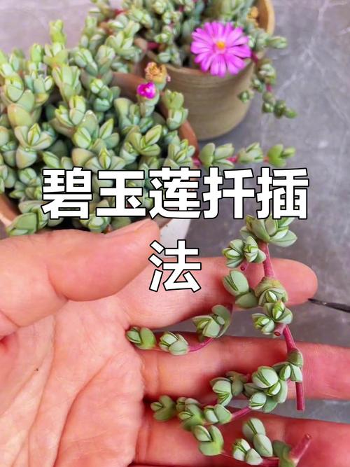 碧玉莲怎么繁殖(碧玉莲种植方法)-第1张图片-多多自然网 碧玉莲怎么繁殖(碧玉莲种植方法)-第1张图片-多多自然网