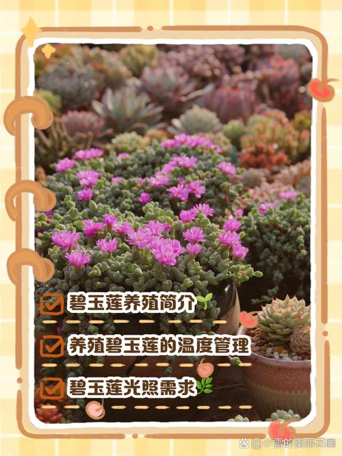 碧玉莲怎么繁殖(碧玉莲种植方法)-第3张图片-多多自然网 碧玉莲怎么繁殖(碧玉莲种植方法)-第3张图片-多多自然网