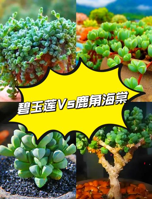碧玉莲怎么繁殖(碧玉莲种植方法)-第4张图片-多多自然网 碧玉莲怎么繁殖(碧玉莲种植方法)-第4张图片-多多自然网